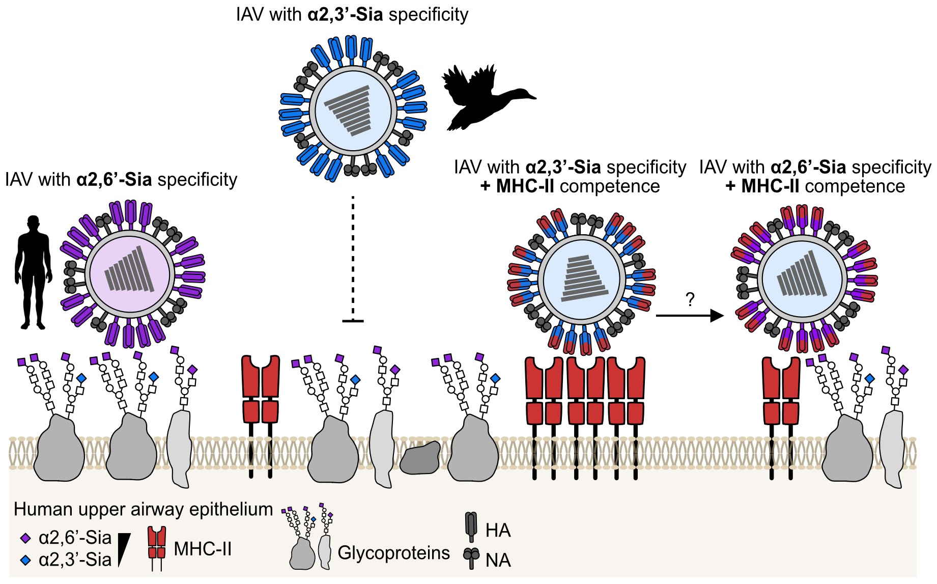 MHC-II entry competence of IAV as a novel path to zoonotic spillover. 